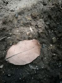 High angle view of dry leaf on sand