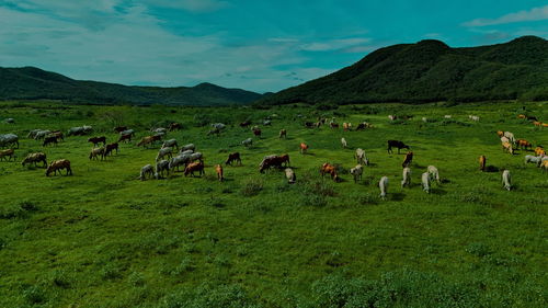 grassland