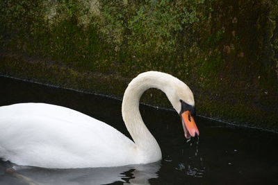 Close-up of swan swimming in lake