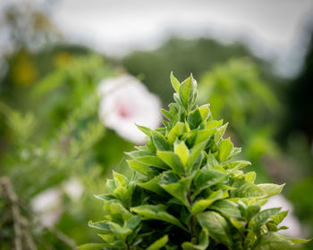 Close-up of plant