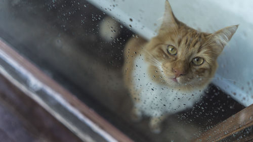 Close-up portrait of cat seen through window