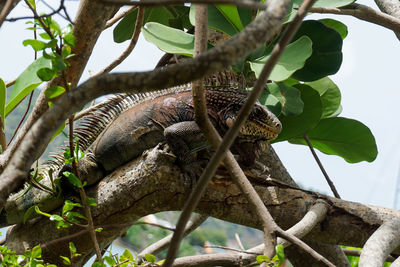 Low angle view of iguana on branch