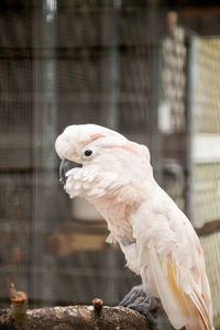 Moluccan cockatoo cacatua moluccensis is endemic to the seram archipelago in eastern indonesia