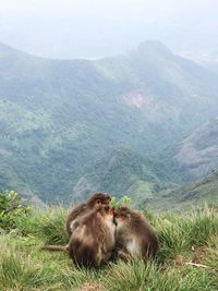 Monkey sitting in a mountain