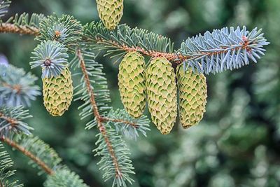 Close-up of green leaves on branch