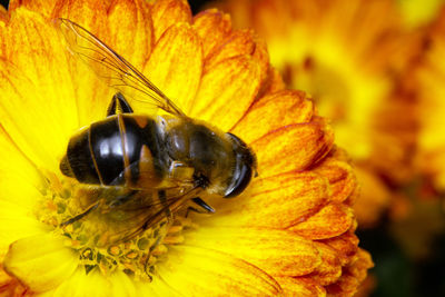 Close-up of bee pollinating on flower