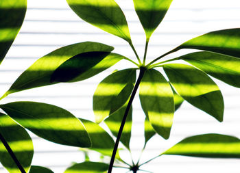 Close-up of plant leaves