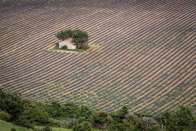 High angle view of trees on field