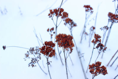 Close-up of dry plant against sky during winter