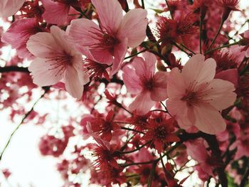 Close-up of pink flowers