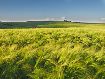 Scenic view of agricultural field against sky