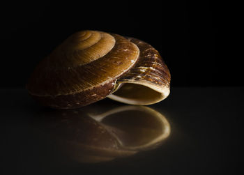 Close-up of snail over black background