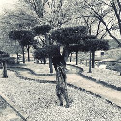 Trees on footpath in park