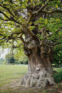 Tree trunk