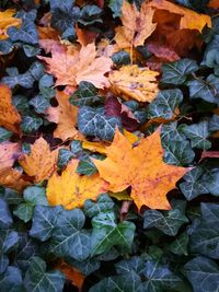 Full frame shot of autumnal leaves