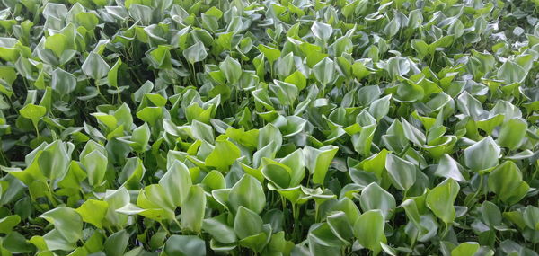 Full frame shot of fresh green plants