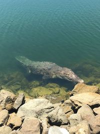 High angle view of lake