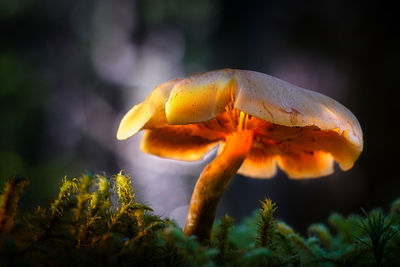 Close-up of yellow mushroom growing on land