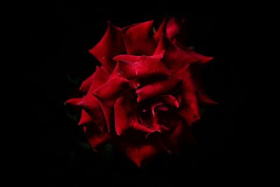 Close-up of red rose against black background