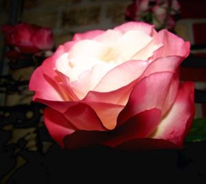 Close-up of pink rose