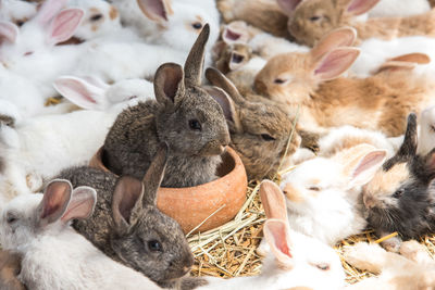 Close-up of bunny