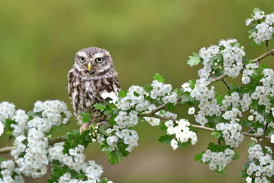 Little owl on a branch between the blossoms
