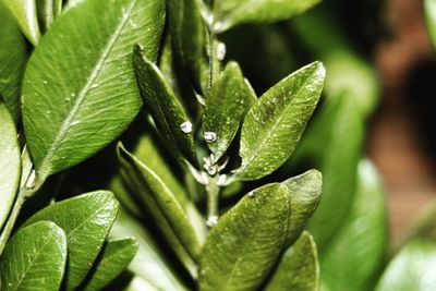 Close-up of green leaf on plant