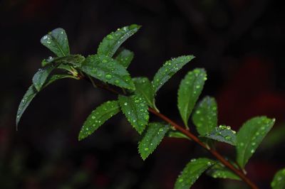 Close-up of wet plant