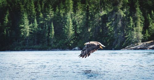 Bald eagle flying over water