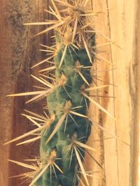 Close-up of cactus plant