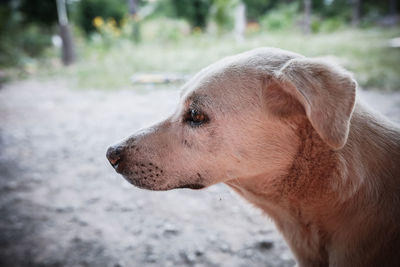 Close-up of dog looking away