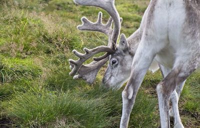 Reindeer feding in a field