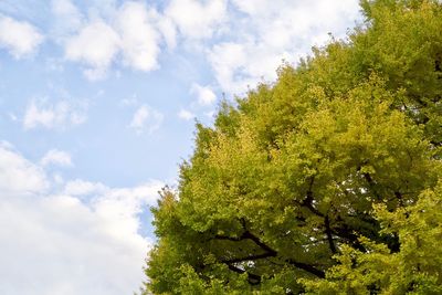 Low angle view of tree against sky