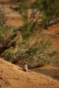View of sheep on rock