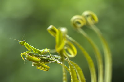 Praying mantis on leaf of fern