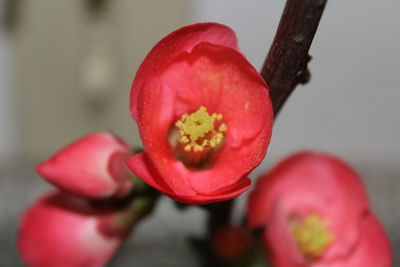 Close-up of red flower