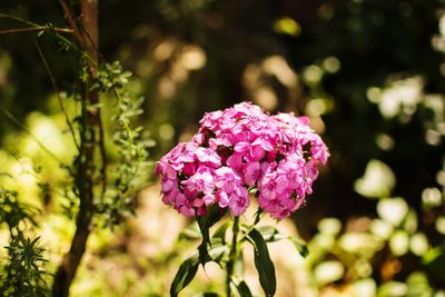 Close-up of pink flowering plant