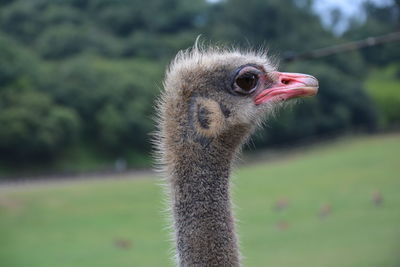 Close-up of ostrich