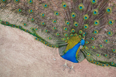 High angle view of peacock standing on field