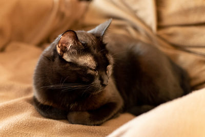 Close-up of a cat resting on bed