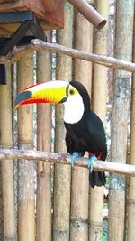 Close-up of bird perching on wooden fence