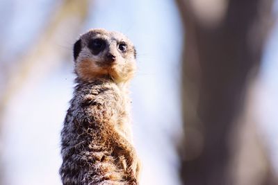 Close-up of an animal looking away