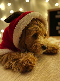 Close-up of dog wearing reindeer costume