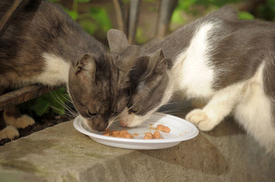 Close-up of a cat eating food