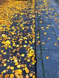 High angle view of yellow maple leaves on road