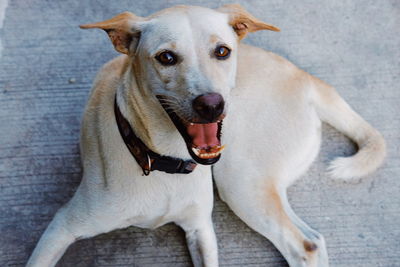 Close-up portrait of dog relaxing outdoors