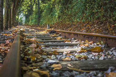 Surface level of railroad track amidst trees