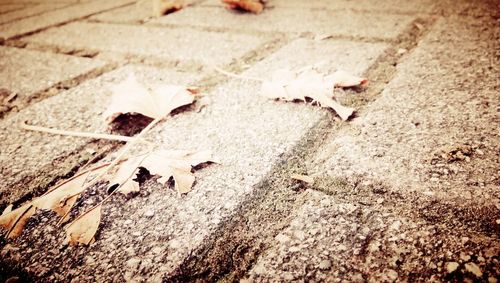 Close-up of autumn leaves