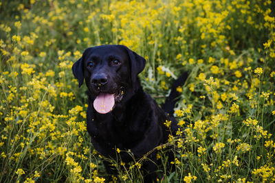 Beautiful black labrador sitting outdoors in yellow flowers meadow background. spring time