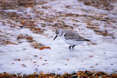 Flock of birds on snow covered land